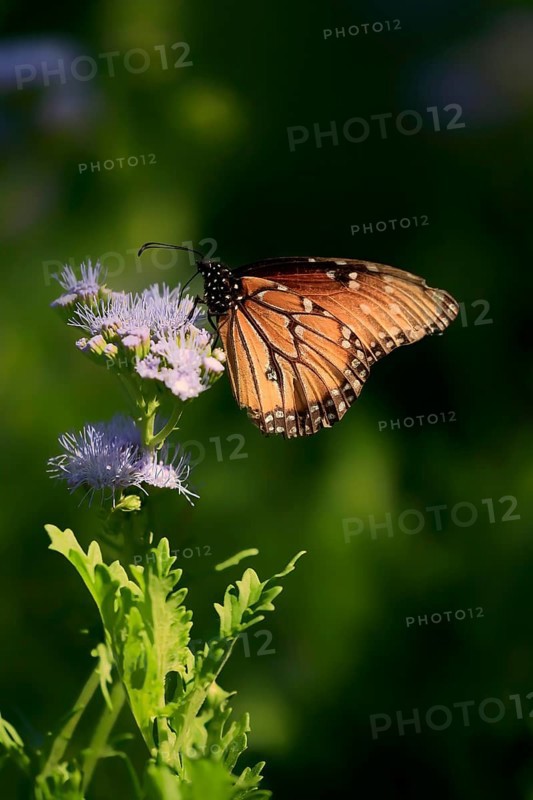 Monarch butterfly (Danaus plexippus), adult, on flower, foraging, Sonora Desert, Arizona, North America, USA, North America