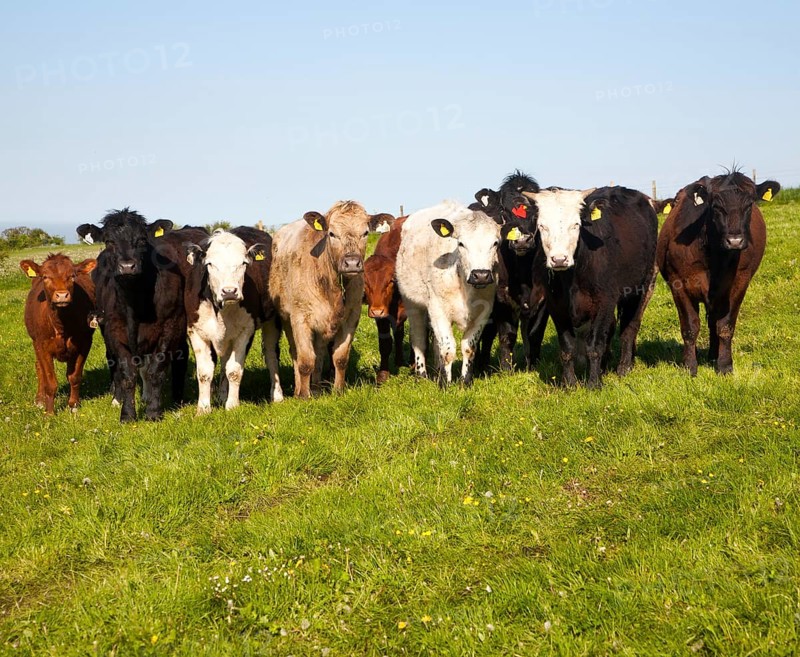 A line of bullocks standing on chalk downland on Milk Hill, Alton Barnes, Wiltshire, England, United Kingdom, Europe