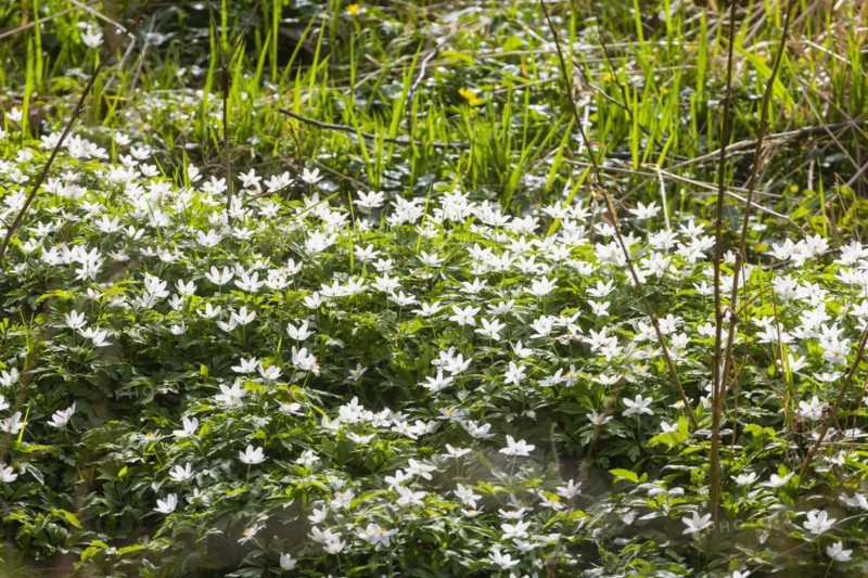 The Polenz is the right-hand, smaller headwaters of the Lachsbach in Saxony and flows through the lower section of the northern Elbe Sandstone Mountains in a canyon-like valley. Wood anemones bloom in spring, Heeslicht, Saxony, Germany, Europe