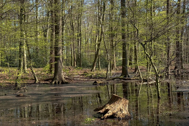 Natural forest landscape in spring with green foliage and a tree stump in the water, Ahaus, Münsterland, North Rhine-Westphalia, Germany, Europe
