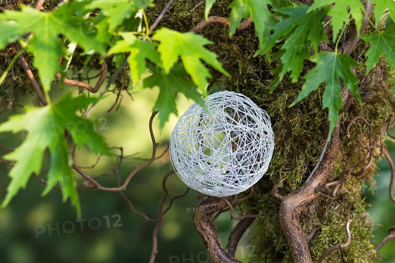 A ball of white thread in the branches of a tree