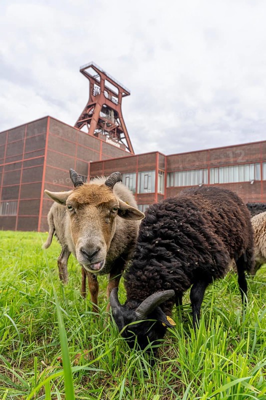 Sheep at the Zollverein Coal Mine Industrial Complex for the first time, 12 Heidschnucken and Drenther Heideschafe sheep will graze on the UNESCO World Heritage site until the end of October 2024, they are part of the green space maintenance concept and keep the meadows short, Essen, North Rhine-Westphalia