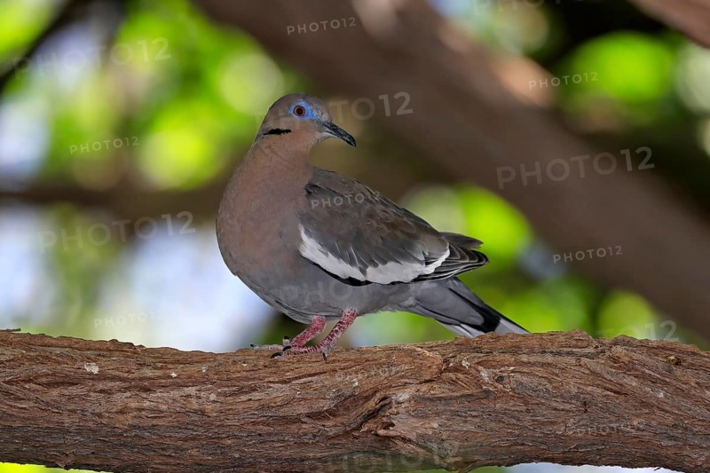 White-winged dove (Zenaida asiatica), adult, on tree, Sonoran Desert, Arizona, North America, USA, North America