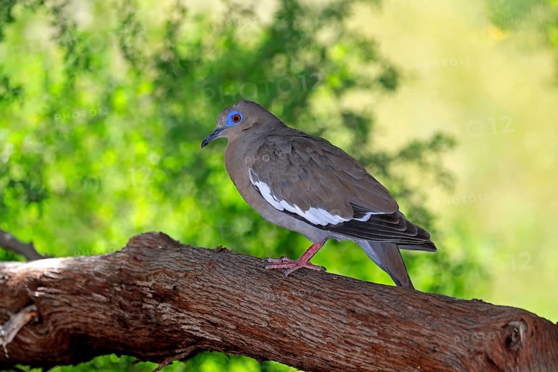 White-winged dove (Zenaida asiatica), adult, on tree, Sonoran Desert, Arizona, North America, USA, North America