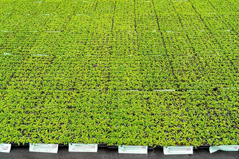 Horticultural business, greenhouse, flower pots, young plants, cape daisies, osteospermum, growing up, Straelen, North Rhine-Westphalia, Germany, Europe