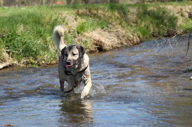 Kangal, Anatolian guard dog in the water, Allgäu, Bavaria, Germany, Europe