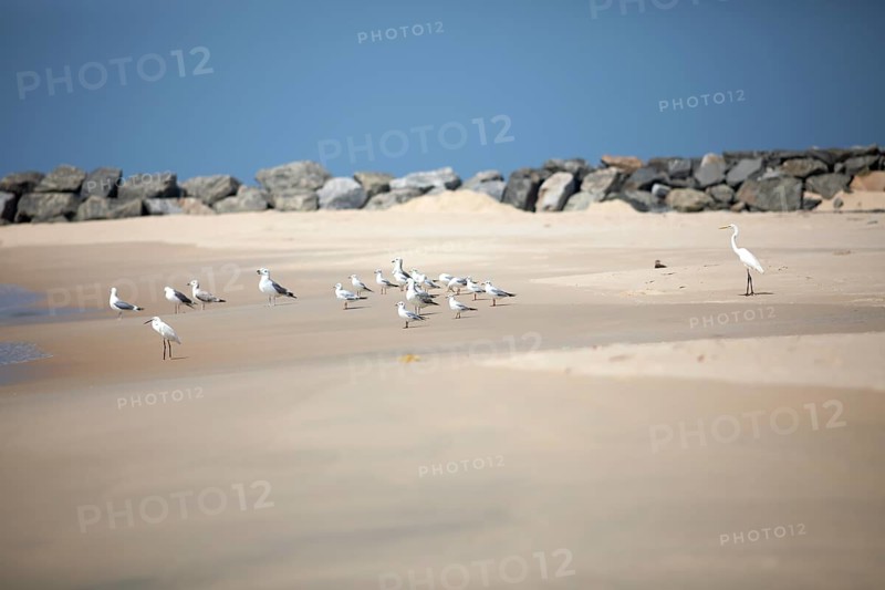 Great egret (Ardea alba, syn.: Casmerodius albus, Egretta alba), Whiskered Terns (Chlidonias hybrida) and Gulls (Larinae) at Marari Beach or Strand, Mararikulam, Alappuzha District, Kerala, India, Asia