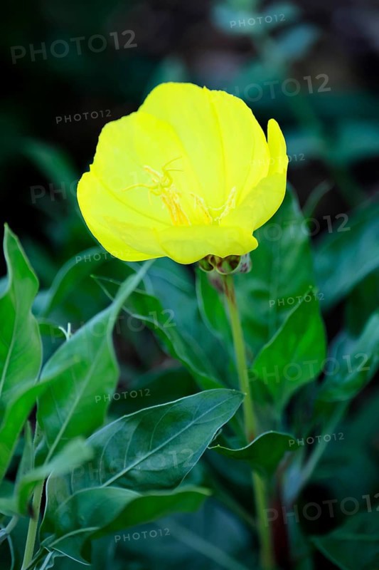 Common evening primrose (Oenothera biennis), flowering, flower, Ellerstadt, Germany, Europe