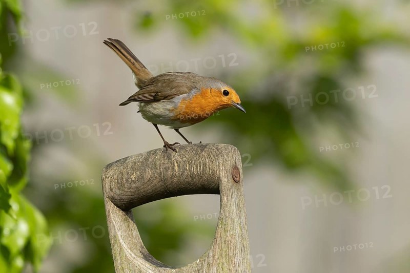 European robin (Erithacus rubecula) adult bird on a garden fork handle in the summer, Suffolk, England, United Kingdom, Europe