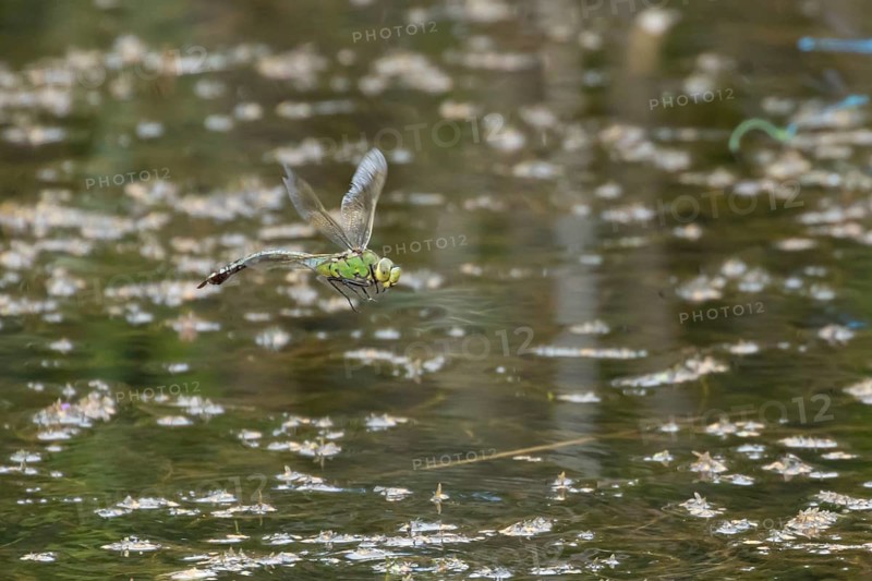 Emperor dragonfly (Anax imperator) adult female insect flying over the water of a pond, Suffolk, England, United Kingdom, Europe
