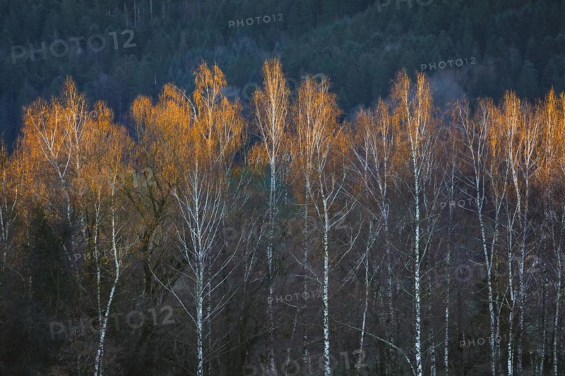 Birch trees in the evening light, Wauwilermoos in the canton of Lucerne, Switzerland, Europe