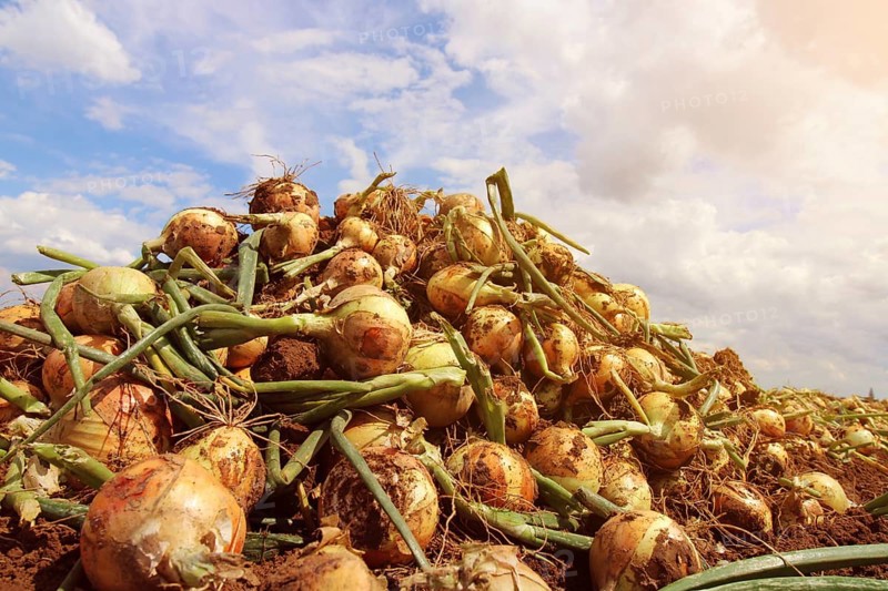 Agriculture onion harvest, the harvested onions lie in piles