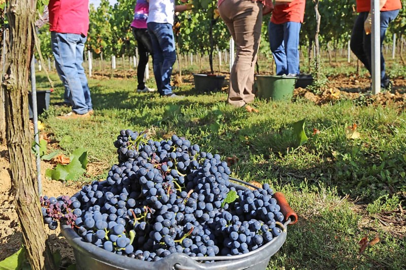 Grape grape harvest: Hand-picking Pinot Noir grapes in the Palatinate