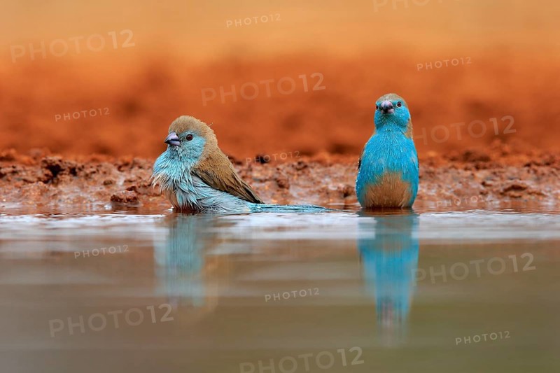 Angolan butterfly finch (Uraeginthus angolensis), blue-eared butterfly finch, adult, two birds, at the water, bathing, Kruger National Park, Kruger National Park, Krugerpark, South Africa, Africa