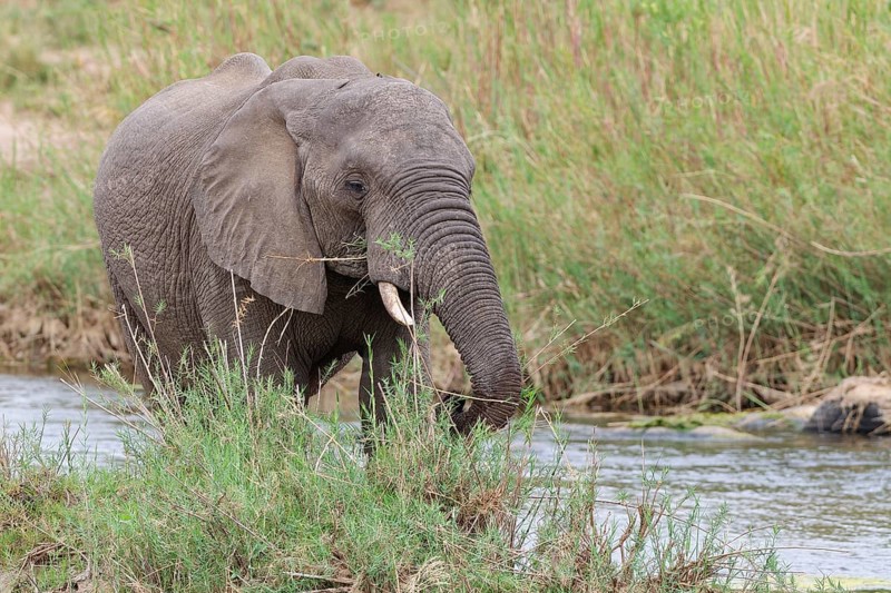 African bush elephant (Loxodonta africana), young adult male feeding on reeds in the bed of the Olifants River, Kruger National Park, South Africa, Africa