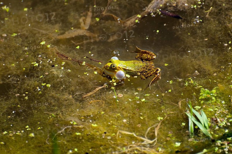 A green-brown frog in the water between algae looks into the camera, green frog (Pelophylax kl. esculentus), water frog, green frog (Rana kl. esculenta) with inflated sound bubbles, in the water, Lithuania, Baltic States, Europe