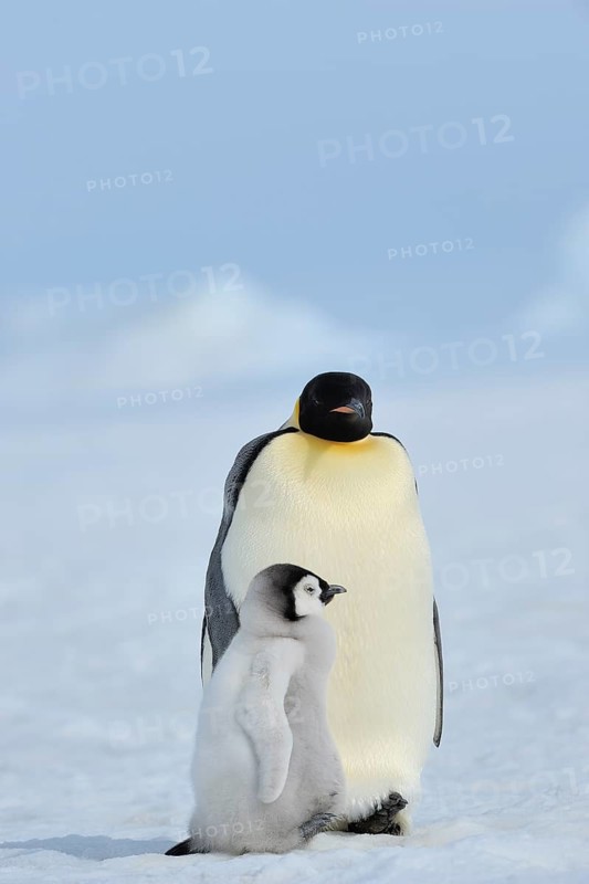 Emperor penguins, Aptenodytes forsteri, with a Chick, Snow Hill Island, Antartic Peninsula, Antarctica