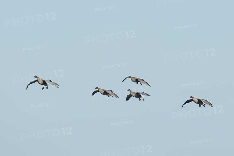 Pink-footed goose (Anser brachyrhynchus) five adult geese in flight coming into land, Norfolk, England, United Kingdom, Europe
