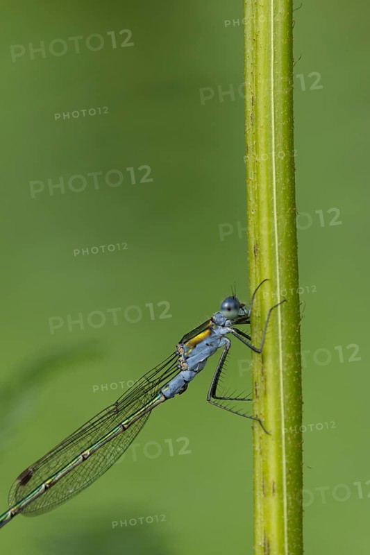 Emerald damselfly (Lestes sponsa) adult male insect resting on a plant stem, Suffolk, England, United Kingdom, Europe