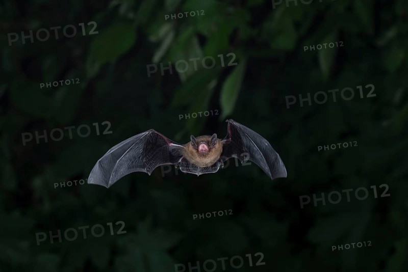 Common pipistrelle (Pipistrellus pipistrellus) hunting insects in front of deciduous forest, Brandenburg, Germany, Europe