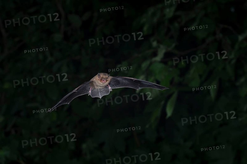 Common pipistrelle (Pipistrellus pipistrellus) hunting insects in front of deciduous forest, Brandenburg, Germany, Europe