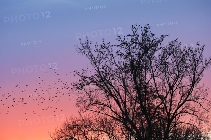 Starlings gather in treetops at sunset, Canton Lucerne, Switzerland, Europe