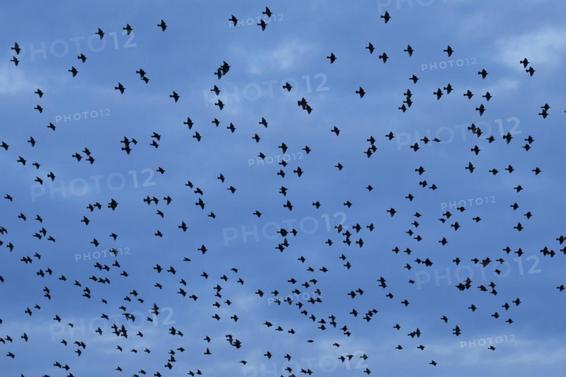 Flock of starlings in flight at dusk