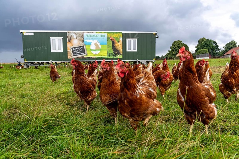 Chickens in a meadow, mobile housing, free-range chickens, free-range eggs, north of Warstein-Allagen, North Rhine-Westphalia, Germany, Europe