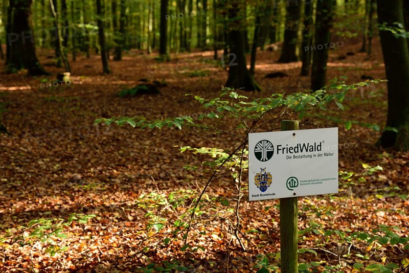 Europe, Germany, Lower Saxony, Stade district, cemetery forest in Neukloster Forst, burial in nature, Europe