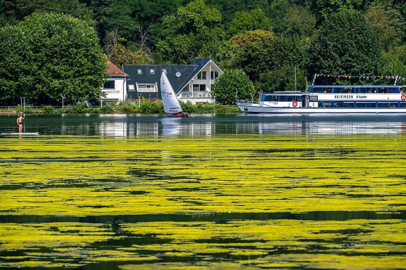 Green carpet of plants on Lake Baldeney in Essen, proliferating aquatic plant Elodea, waterweed, an invasive species, the fast-growing aquatic plant proliferates on large parts of the Ruhr reservoir, increased water temperatures accelerate growth, leisure boat traffic is severely impaired, White Fleet passenger ship, the navigation channel is kept clear, Essen, North Rhine-Westphalia, Germany, Europe