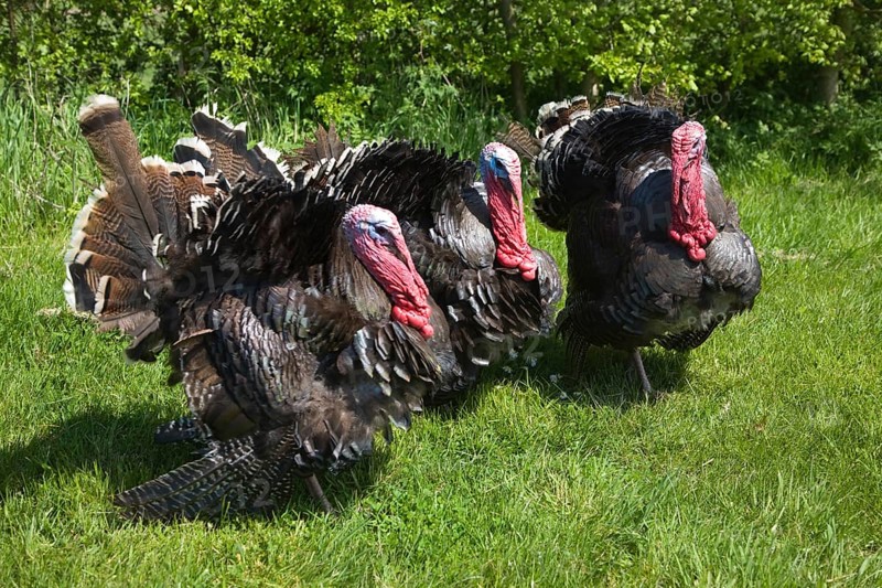 Black Spanish or the Norfolk Black turkey breed outside on grass lawn