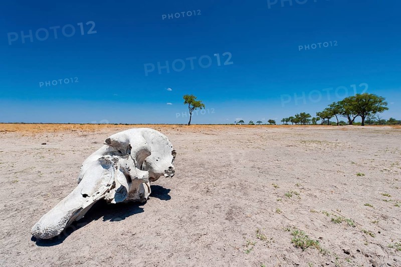 Elephant skull (Loxodonta africana), skull, skeleton, death, poacher, landscape, steppe, aridity, drought, climate change, Savuti area, Chobe National Park, Botswana, Africa