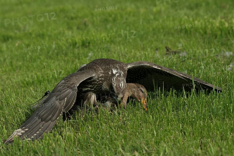 Gerfalcon (Falco rusticolus) young mating bird mantling over a mallard (Anas platyrhynchos) Allgäu, Bavaria, Germany, Allgäu, Bavaria, Germany, Europe