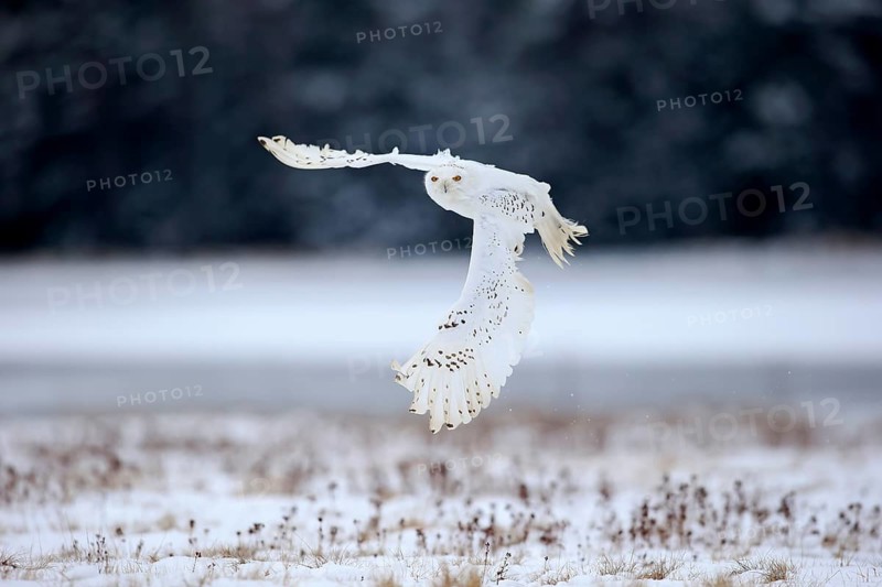 Snowy Owl, Snowy Owl (Nyctea scandiaca), adult flying in winter, snow, Zdarske Vrchy, Bohemian-Moravian Highlands, Czech Republic, Europe