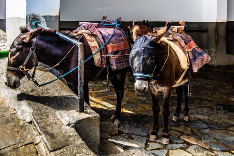 Donkeys for transporting tourists to the Acropolis, winding alleyways with white houses, Lindos, Rhodes