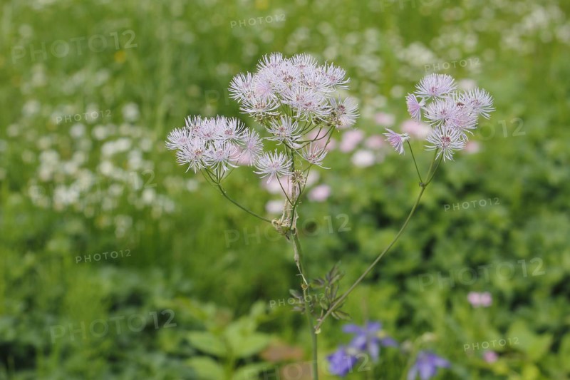 Greater meadow-rue (Thalictrum aquilegiifolium), North Rhine-Westphalia, Germany, Europe