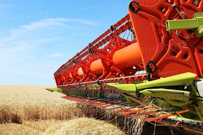 Harvesting grain with a combine harvester in a field near Ludwigshafen