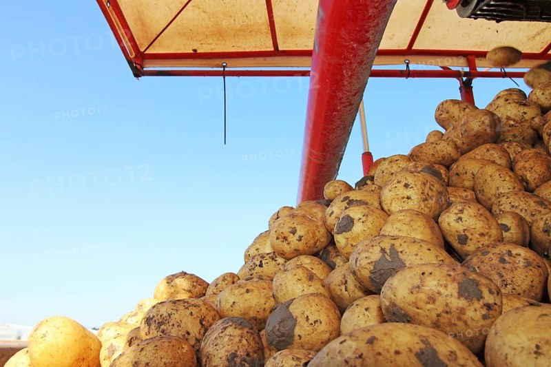 Farmer Hartmut Magin from Mutterstadt harvesting early potatoes in the Palatinate (Mutterstadt, Rhineland-Palatinate)