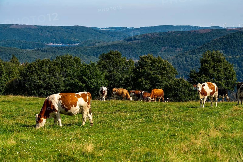 Landscape above the village of Woffelsbach, cattle pasture, view to the east, Rursee, Eifel National Park, North Rhine-Westphalia, Germany, Europe