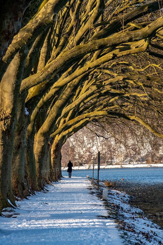 Winter, snowy landscape, winter walk at Lake Baldeney, plane tree avenue, lakeside path, at Haus Scheppen, Essen, North Rhine-Westphalia, Germany, Europe