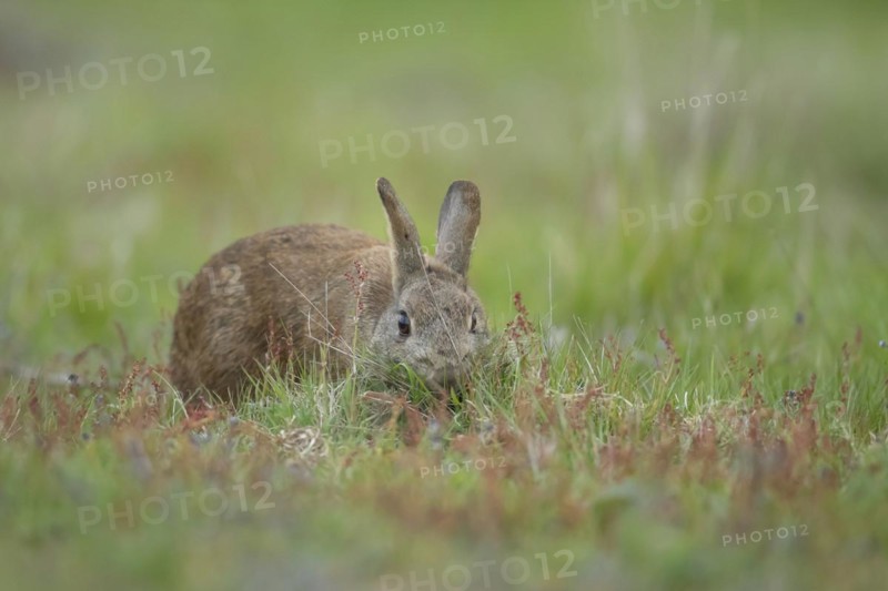 Rabbit (Oryctolagus cuniculus) adult animal collecting grass in its mouth for nesting material, Suffolk, England, United Kingdom, Europe