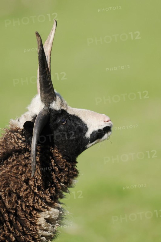 Jacob sheep (Ovis ammon f. aries), Lower Saxony Germany