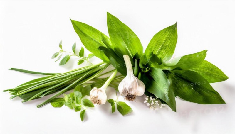 Fresh wild garlic next to garlic cloves and flowers, arranged as culinary ingredients, wild garlic, Allium ursinum, KI generated, AI generated
