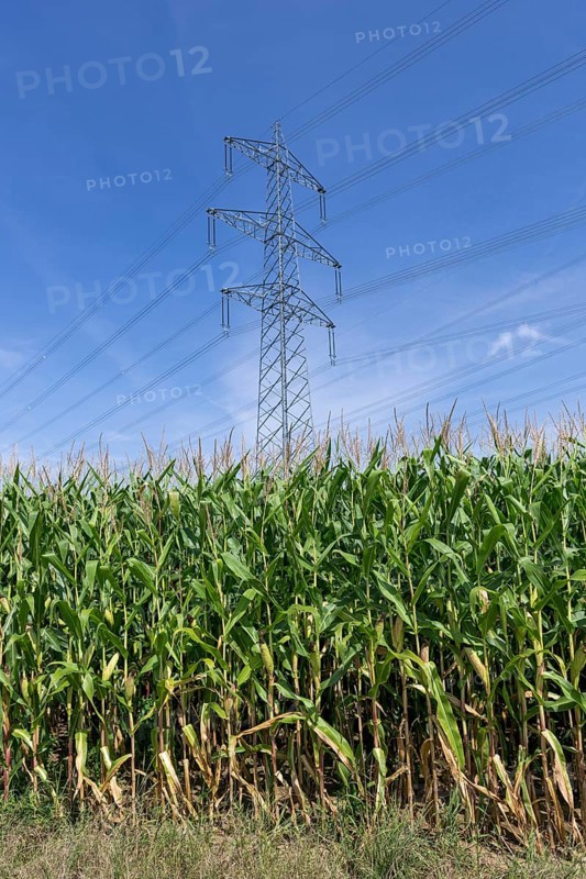 Symbolic image, renewable energies, maize plants, biogas plant, feed maize, high-voltage pylons, Baden-Württemberg, Germany, Europe