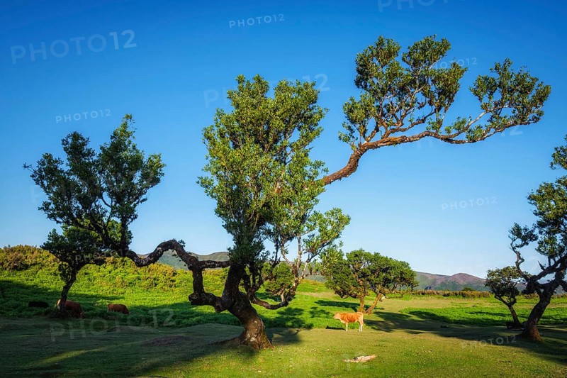 Calf and centuries-old til trees in fantastic magical idyllic Fanal Laurisilva forest on sunrise. Madeira island, Portugal, Europe