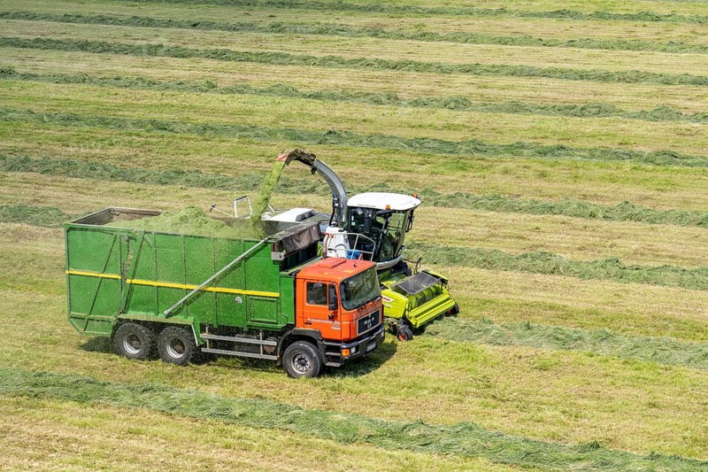 Hay harvest, on a Rhine meadow near Duisburg-Beeckerwerth, a forage harvester picks up the cut grass, which was piled up in strips after cutting, and loads it into a silage wagon, cattle feed, North Rhine-Westphalia, Germany, Europe