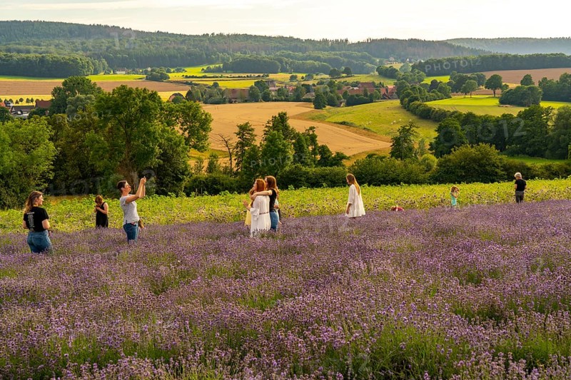 Lavender fields in East Westphalia Lippe, OWL, near the village of Fromhausen, near Detmold, the company Taoasis has been planting organic lavender since 2017 for the production of fragrances, the fields attract many thousands of visitors in summer, North Rhine-Westphalia, Germany, Europe