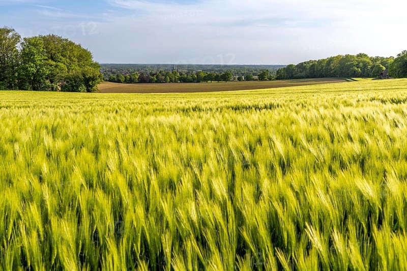 Sonsbeck Switzerland, a part of the Lower Rhine mountain range, an end moraine pushed up during the last glacial period, with an altitude of 87 metres above sea level, grain field in spring on the Dürsberg, Sonsbeck, North Rhine-Westphalia, Germany, Europe