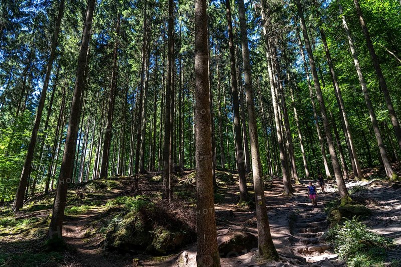 Spruce forest, coniferous forest, near the village of Irrel, Eifel, Rhineland-Palatinate, Germany, Europe