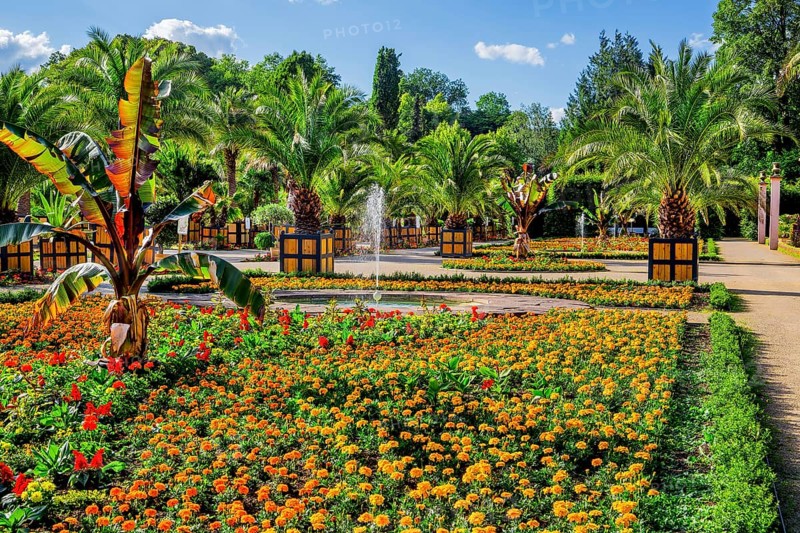 Palm garden in the spa gardens, the largest outdoor palm garden north of the Alps, spa town of Bad Pyrmont, Lower Saxony state spa, Emmer, Emmertal, Weserbergland, Lower Saxony, Germany, Europe